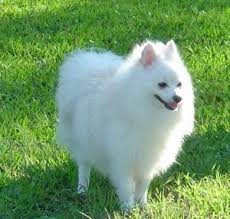 Download pomeranian images and photos. White Pomeranian Pomeranian Breed Beautiful Dogs Puppies