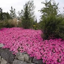 Huge selection of upright petunias and trailing petunias. Petunia Wave Series Flower Garden Seed 100 Pelleted Seeds Pink Blossom Annual Flowers Wave Petunia Seeds Spreading Petunias Walmart Com Walmart Com