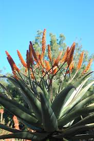 Image result for Aloe buchananii