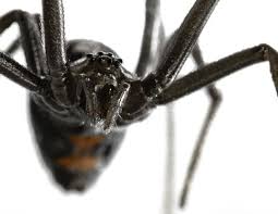 The person bitten by a black widow spider, who has pain severe enough to seek treatment at an emergency department, will require narcotic pain the antivenin available for treatment of black widow spider bites is derived from horse serum. Pin On Medical Health Firstaid