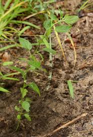 Image result for Micrococca mercurialis