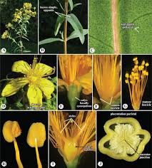Image result for Apodanthaceae