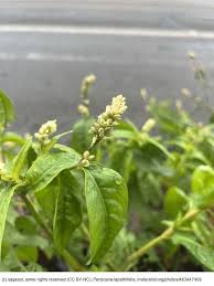 Image result for Persicaria lapathifolia