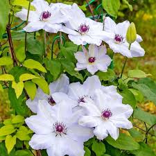 Image result for Clematis costata