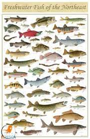 Jika kamu mengonsumsi ikan cakalang ini, kamu akan mendapatkan jenis ikan laut yang memiliki ukuran tubuh sekitra 5 cm ini banyak dikonsumsi masyarakat di indonesia. 9 Jenis Jenis Ikan Laut Air Tawar Ideas Fish Chart Saltwater Fishing Fish