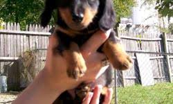 Black and tan dachshund, long haired dachshund, blue dachshund puppies and more. Miniature Dachshund Puppies Price 300 For Sale In Fort Wayne Indiana Best Pets Online