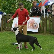 Bosphourus Terrier Show And Clup Show Istanbul Istanbulkopekegitimmerkezi Istanbulkopekegitimi Gurcandoganer Gurcandoganer Hand Kopek Egitimi Kopek Ikiz
