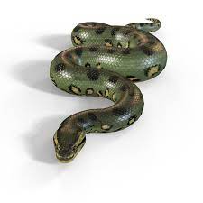 Animated Green Anaconda 3d Model Green Anaconda Anaconda 3d Model