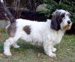 Image result for velký vendéeský hrubosrstý honič