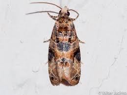 Image result for Lobesia botrana grapevine