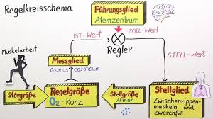 Während des gasaustausches bei tieren diffundieren sauerstoff und kohlendioxid in die lunge und in das metabolisierende gewebe. Atmung Regulation Der Sauerstoffkonzentration Im Blut Inkl Ubungen