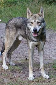 Your Dog Is Not A Wolfdog Tamaskan Dog Wolf Dog Dog Breeds