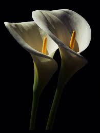 Calla Lilies Fiori Foto