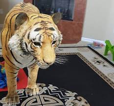 How To Bring Amazing 3d Animals To Your Living Room Mashtips 210 free cat 3d models for download, files in 3ds, max, maya, blend, c4d, obj, fbx, with lowpoly, rigged, animated, 3d printable, vr, game.