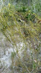 Image result for Ficinia filiformis
