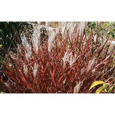We did not find results for: Miscanthus Sinensis Autumn Red Maiden Grass Paramount Nursery Inc