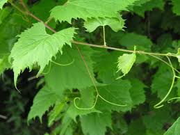 Image result for Vitis
