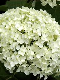 Hortensia annabelle crește si înflorește. Hortensie Annabelle Hydrangea Arborescens