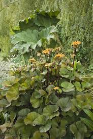 Image result for Bergia polyantha