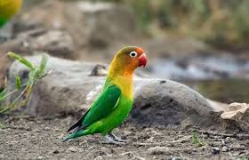 Fischers Lovebird Bird Serengeti National Park Bird Species