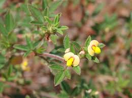 Image result for Stylosanthes