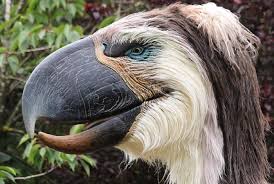 Entre la harpie, l'aigle ou l'insoupconné goélands, découvrez les 10 espèces d'oiseaux rapaces les plus dangereux et les 10 oiseaux rapaces les plus dangereux monde. Les 10 Oiseaux Les Plus Forts Et Les Plus Dangereux Du Monde