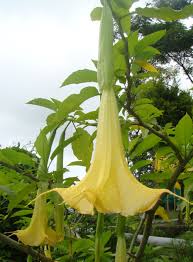 Image result for Aeollanthus suaveolens