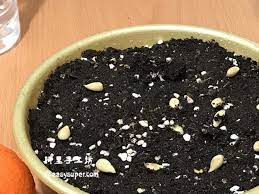 檸檬盆栽種植 種下一棵檸檬樹來年開花結果 鹹檸檬 蜂蜜檸檬水開胃好處多 how to easily grow a dwarf lemon tree indoors recipe dwarf lemon tree lemon tree lemon