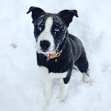 Black And White Pitbull Mix Puppy Pin On Puppy Love