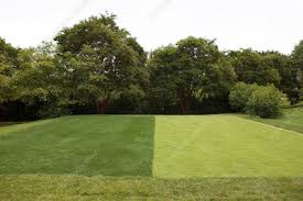 Bermuda is a warm season grass and will go dormant in most grown zones in the winter. Bermuda Grass Keyword Search Science Photo Library