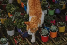 What makes a houseplant safe for cats? 5 Flowering Plants That Are Safe Around Your Cat Katzenworld