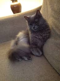 Nebelung Cat Breed Nebelung Cat Cat Breeds Cat Aesthetic