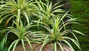 Image result for Chlorophytum sparsiflorum