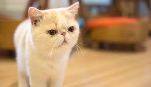A simple pet brush (like a rubber glove brush) will give you bonding time with your feline and get rid of the shedding at the same time. Exotic Shorthair Cat Breeds Purina Australia