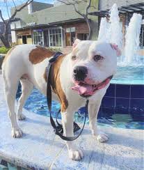All American Bulldog Colors And Markings Explained With Pictures