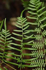 Image result for Dennstaedtiaceae