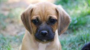 Our Sweet Puggle Puppy Puggle Puppies Puggle Puppies For Sale Puggle