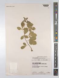 Image result for Searsia pyroides