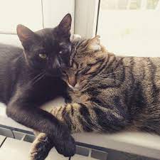 on prosto shel za nami sledom malenkij i mokryj kotenok koshki shenok