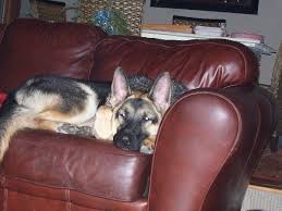 In missouri, illinois, indiana, iowa, kansas, kentucky, tennessee, arkansas, oklahoma, texas, nebraska. King German Shepherd Puppies For Sale Ny Pets Lovers