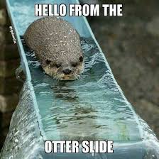 I Ve Gotten Tired Of The Hello Memes But This One Is Cute So Funny Animal Memes Animal Jokes Funny Animal Pictures