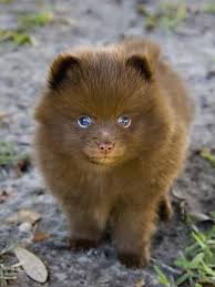 Small Black And Brown Fluffy Puppy I Love Pomeranians Ok Cute Animals Cute Dogs Baby Animals