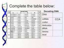 Decoding Dna Worksheet Ppt Video Online Download