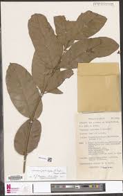 Image result for Pseuderanthemum ludovicianum