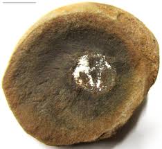 Image result for Cyphia mazoensis