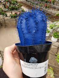 How to propagate cactus plants and cactus pups. Kosmik Kaktus Plantabuse