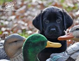 Professionally breeding akc registered labrador puppies for over 25 years. Brown Lab Puppies For Sale In Ct