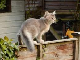 Doch die langhaarige schwester der abessinier verzaubert nicht nur durch ihre optische erscheinung. Dewiki Somali Katze