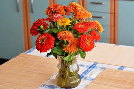 Check spelling or type a new query. Zinnias How To Plant Grow And Care For Zinnia Flowers The Old Farmer S Almanac