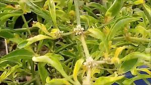 Ayahuasca, iboga, ethnobotanicals, rainforest plants, kambo, shamanic arts, crafts and visions. Carpenter Youtube